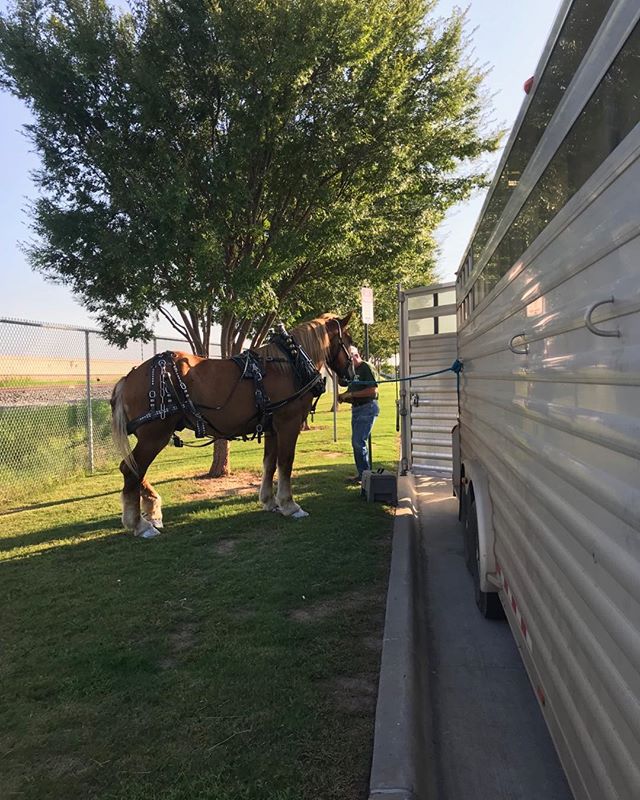 A horse standing next to a trailer.